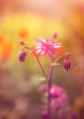 Pink flower, macro, garden