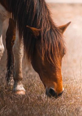 Wild Horse