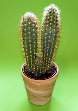 cactus plant