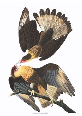 Brasilian Caracara Eagle