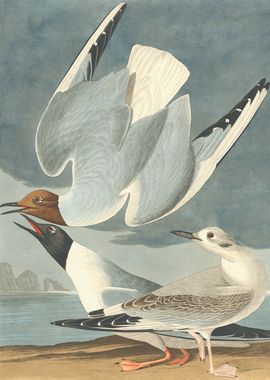 Bonapartian Gull