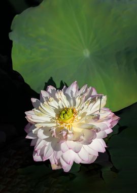 Peony Lotus