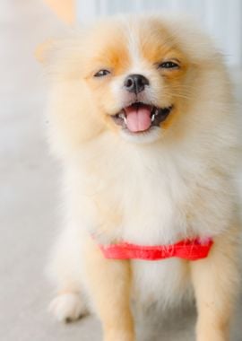 POMERANIAN