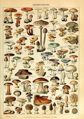 Mushrooms Champignons