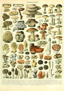 Mushroom Illustration