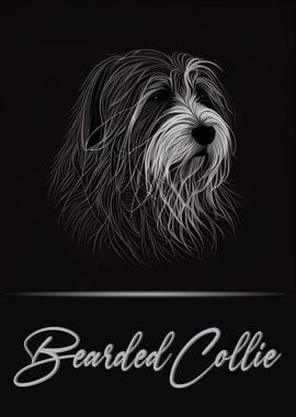 Elegant Bearded Collie