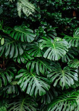 Monstera leaves