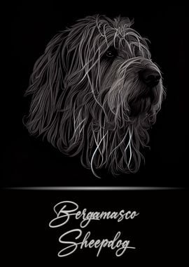 Bergamasco Sheepdog