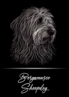 Bergamasco Sheepdog