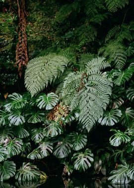 Tropical monstera leaves