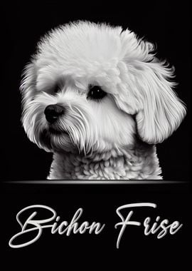 Bichon Frise