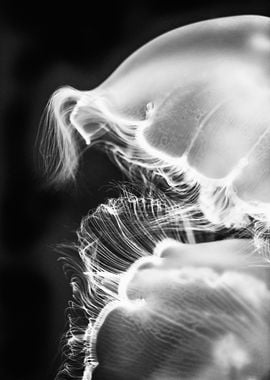 B&W Jellyfish