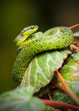 Green camouflage