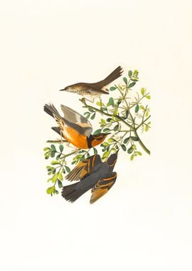 Bird Illustration