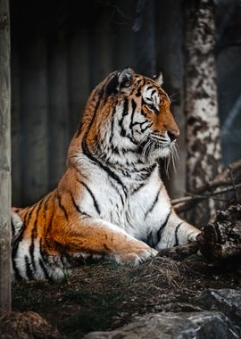 Tiger Photography