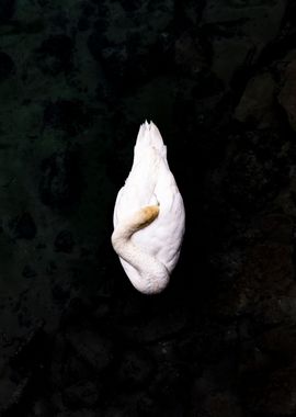 Sleeping Swan