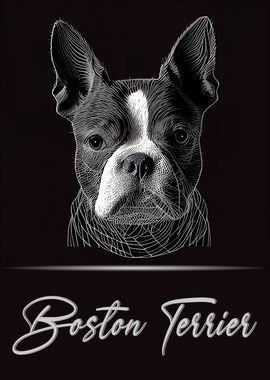 Boston Terrier Portrait