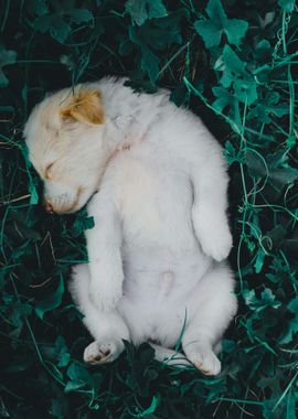 PUPPIES ARE ASLEEP