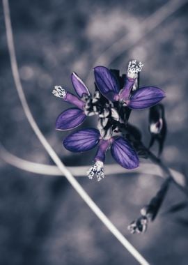 Purple flower