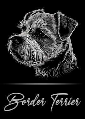 Elegant Border Terrier