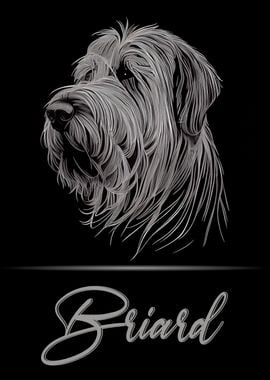 Elegant Briard