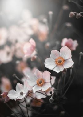 Anemone, pink flowers 