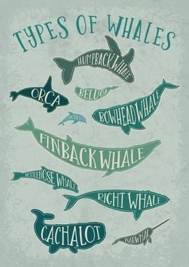 Vintage Whale Species 