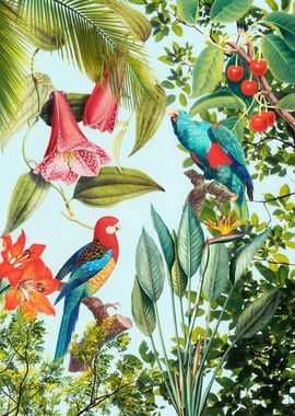 Tropical Birds