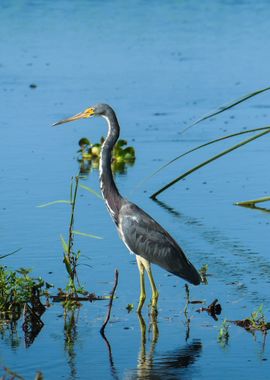 Heron Bird Photography