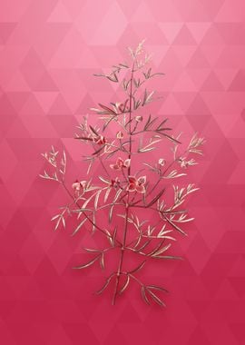 Vintage Boronia Pinnata