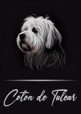 Coton de Tulear Portrait