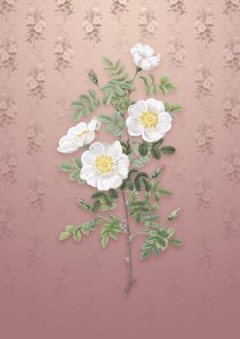 Vintage White Burnet Roses