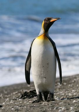 Standing Penguin