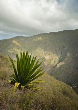 Agave King