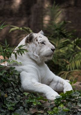 White Lion Portrait