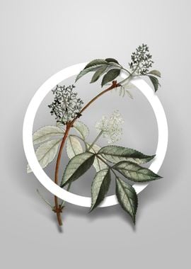 Red Elderberry Flower Art