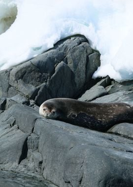 Sleeping Sea Lion