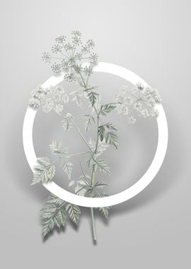 Vintage Hemlock Flower Art