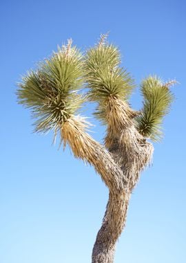 Joshua Tree National Park