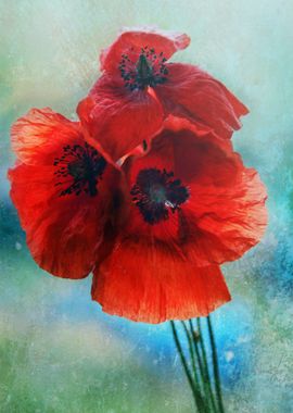 Klatschmohn Poppy