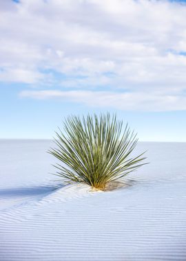 Shrub in the sand