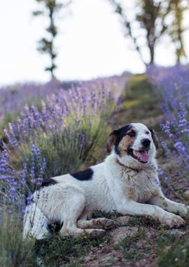 DOG SITTING BY FLOWER GARD