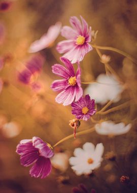 Pink flowers in the garden