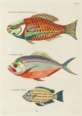 Colorful Fishes