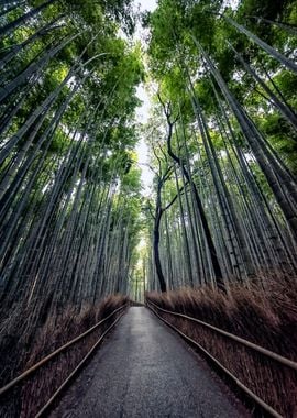 Path In The Bamboo