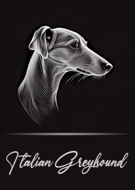 Italian Greyhound Portrait