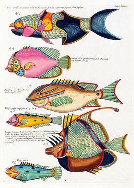 Colorful Fishes