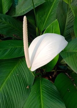 White Anthurium