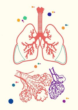 Lungs and alveoli