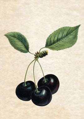 VINTAGE CHERRIES